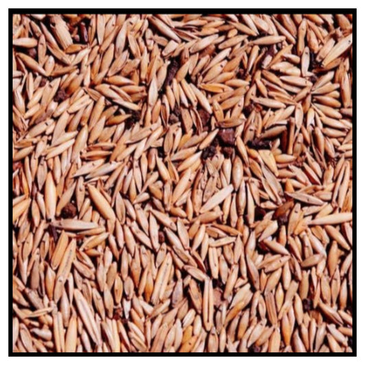 IMPORTED SEEDS GIANT DRAGON ON BAMBOO SEEDS
