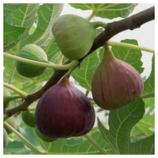 कैरिबियन हाइब्रिड अंजीर फल के बीज (2 का पैक)
