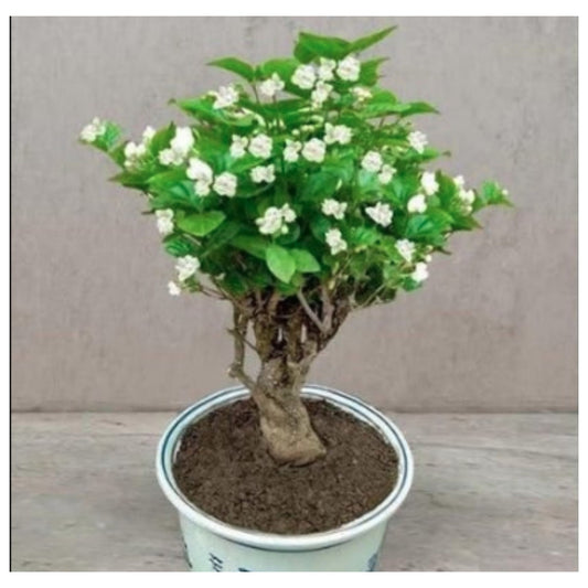 चमेली के बीज (1 का पैक) पौधे की वृद्धि सीरम के साथ