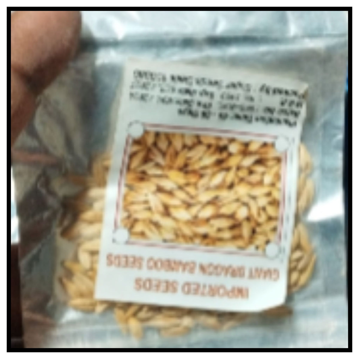 IMPORTED SEEDS GIANT DRAGON ON BAMBOO SEEDS