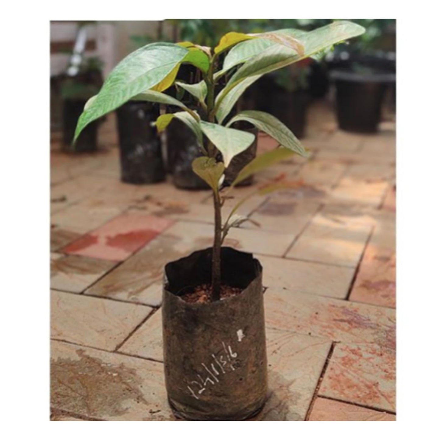 Mangosteen Fruit Tree seed