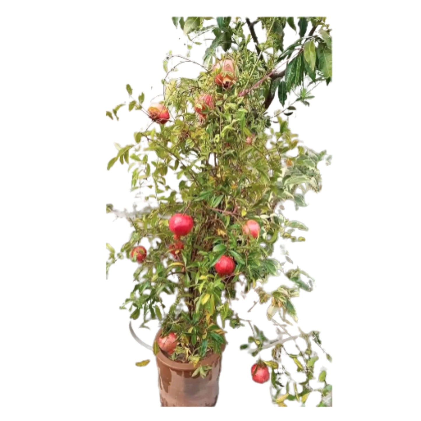 Pomegranate Fruit Seeds Enhances beauty of garden, landscapes etc.