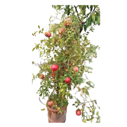 Pomegranate Fruit Seeds Enhances beauty of garden, landscapes etc.
