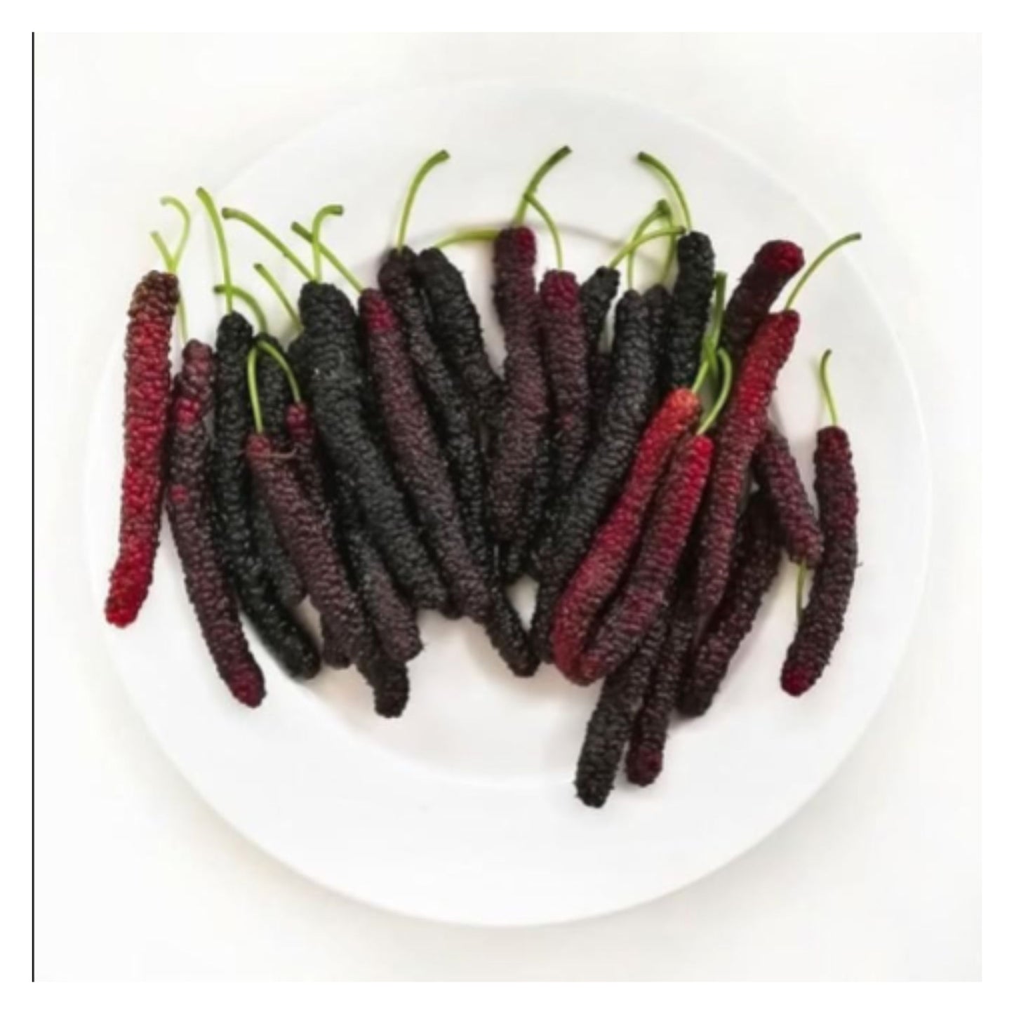 Sweet And Healthy All Time Long Finger Mulberry/Shahtoot Fruit seeds