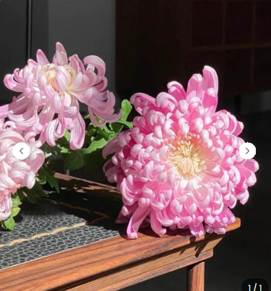 Giant Chrysanthemum Seeds