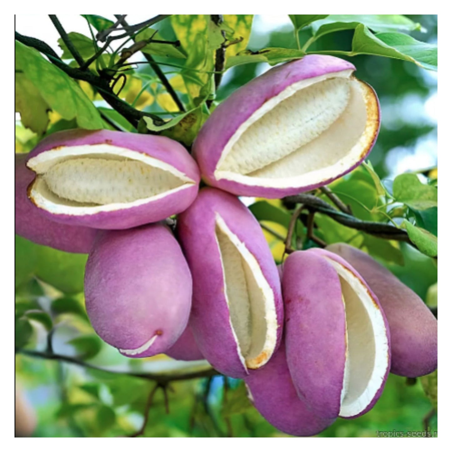 August Melon Seeds Akebia quinata plant, the chocolate vine or five-leaf akebia