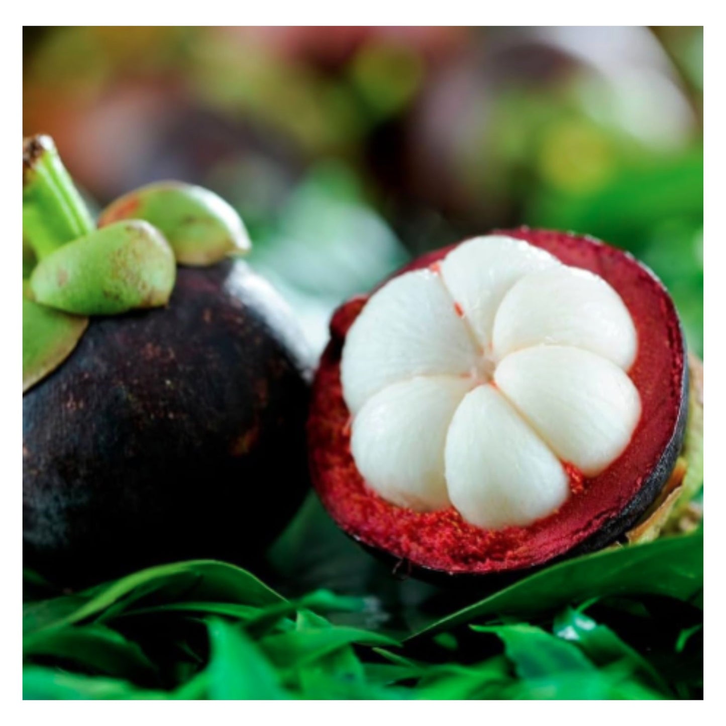 Mangosteen Fruit Tree seed