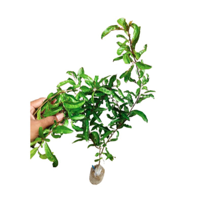 Pomegranate Fruit Seeds Enhances beauty of garden, landscapes etc.
