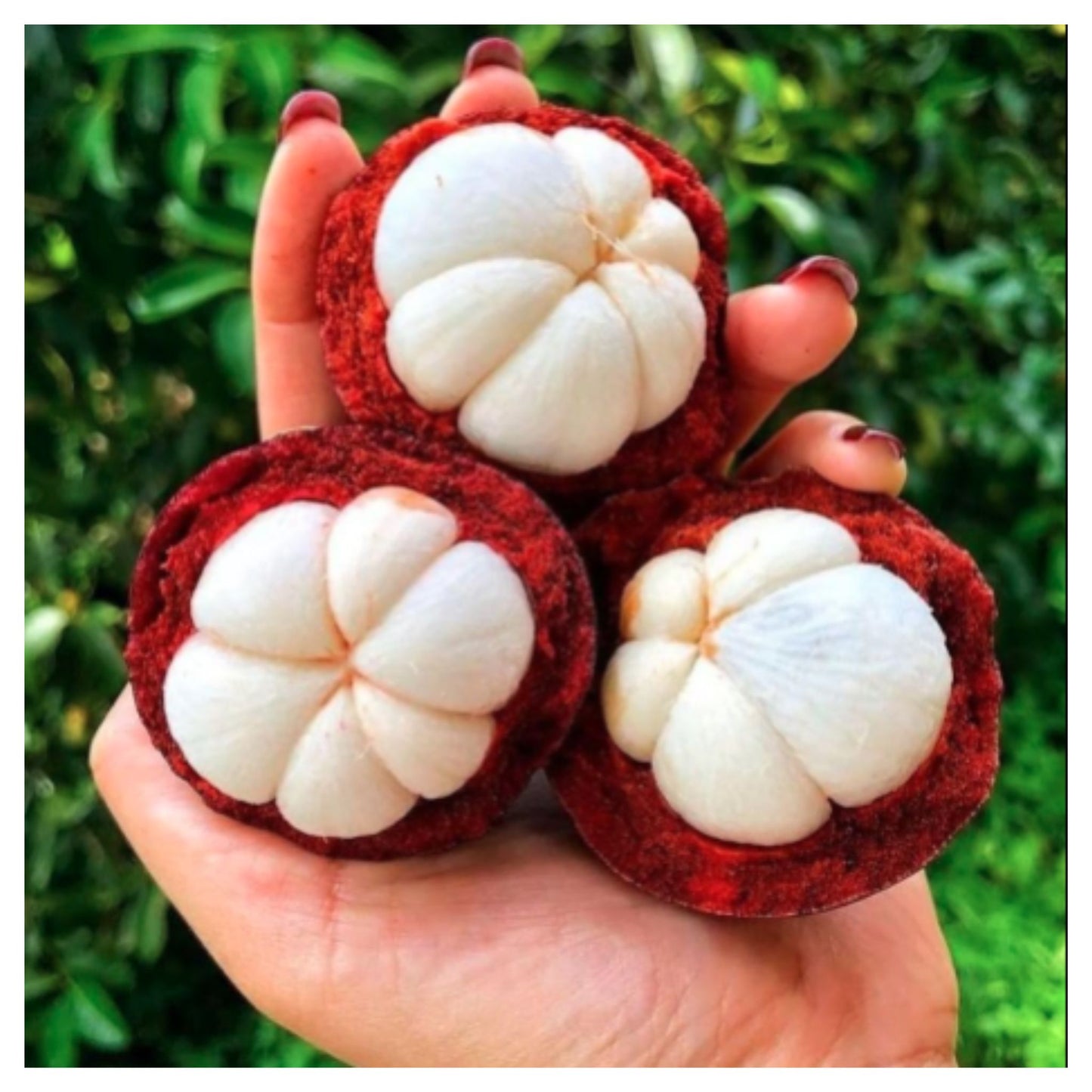 Mangosteen Fruit Tree seed
