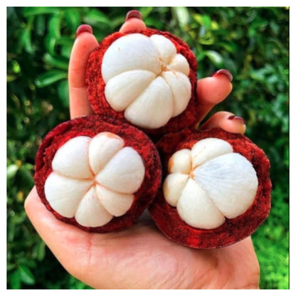 Mangosteen Fruit Tree seed