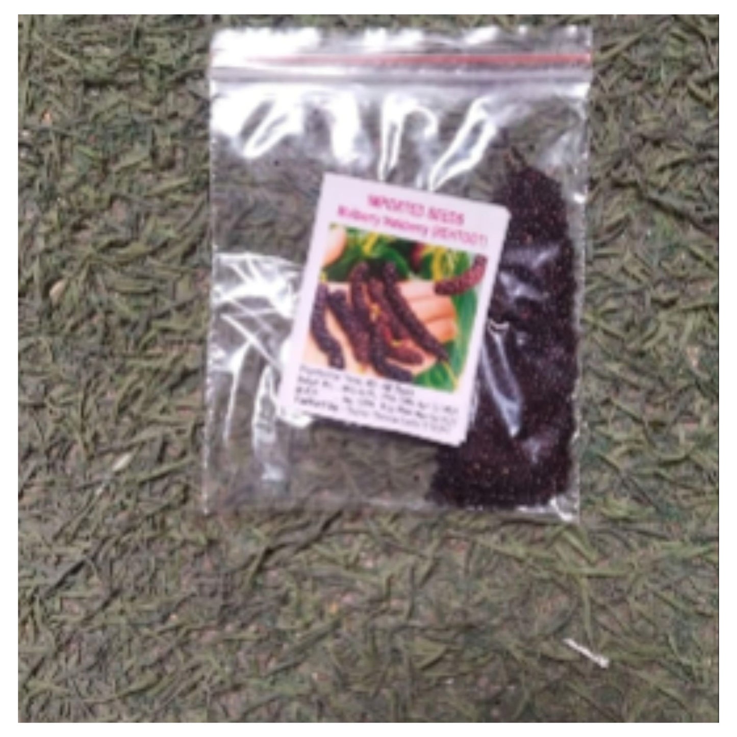 Sweet And Healthy All Time Long Finger Mulberry/Shahtoot Fruit seeds