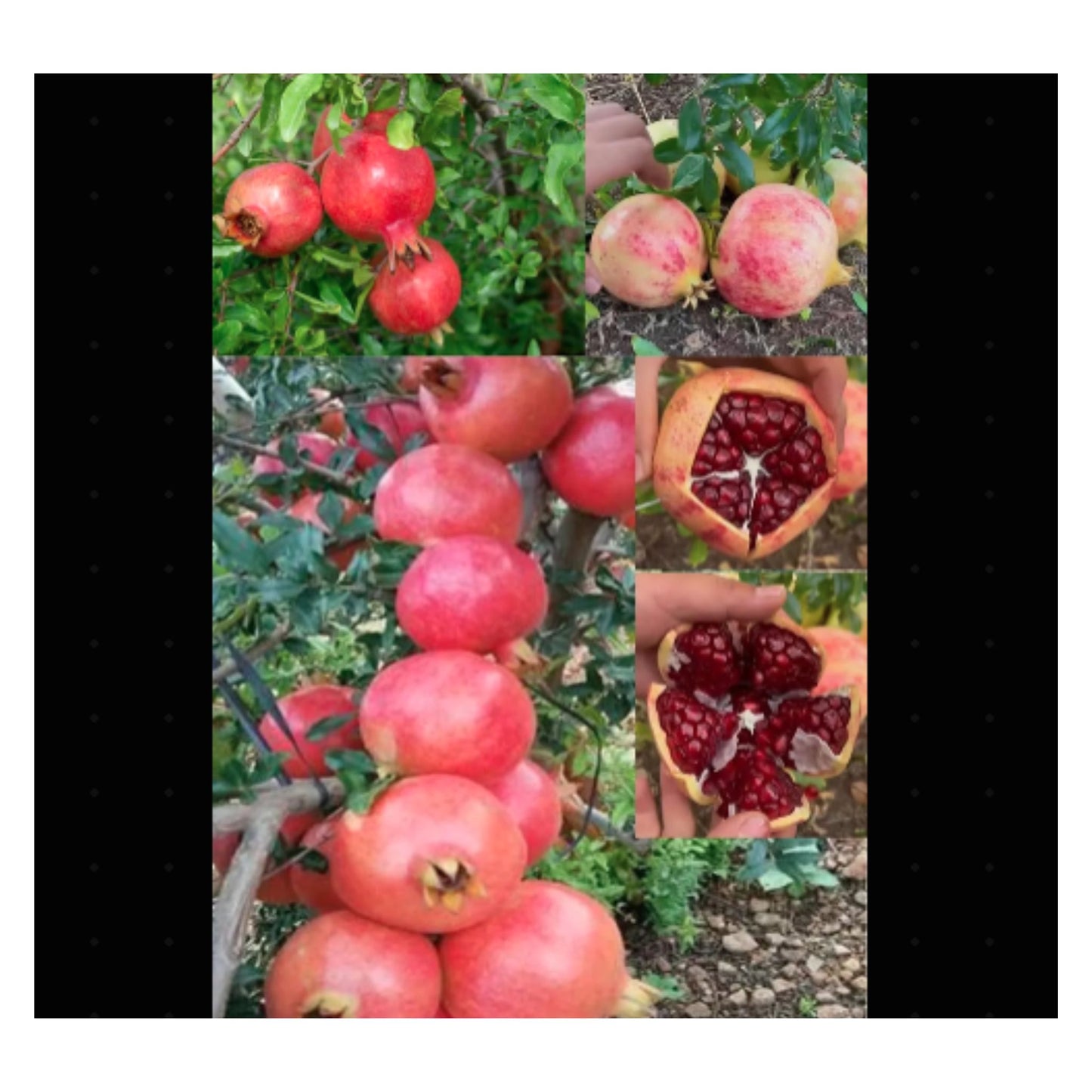 Pomegranate Fruit Seeds Enhances beauty of garden, landscapes etc.