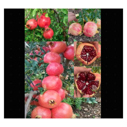Pomegranate Fruit Seeds Enhances beauty of garden, landscapes etc.