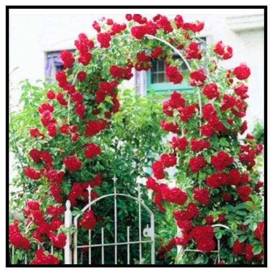 Rose Flower Seeds For Home Lawn Garden