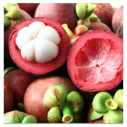 Mangosteen Fruit Tree seed