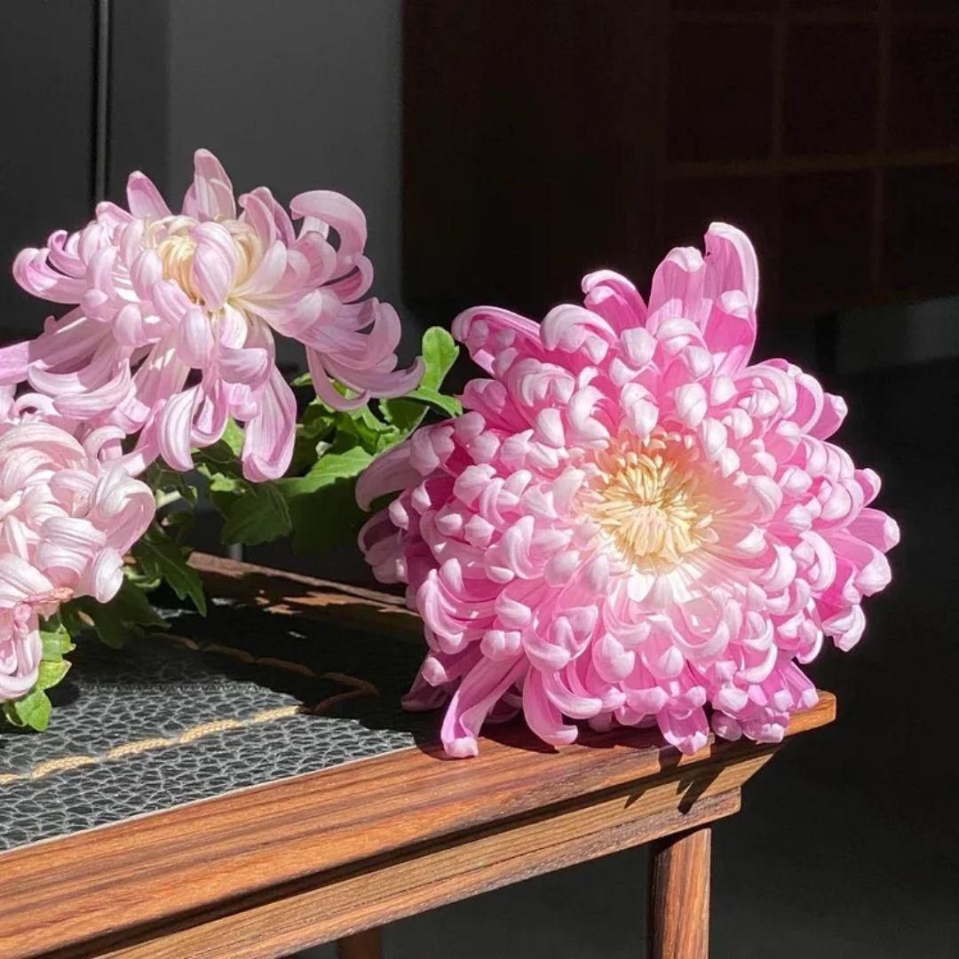Giant Pink Chrysanthemum Flower Bloom on Table Garden