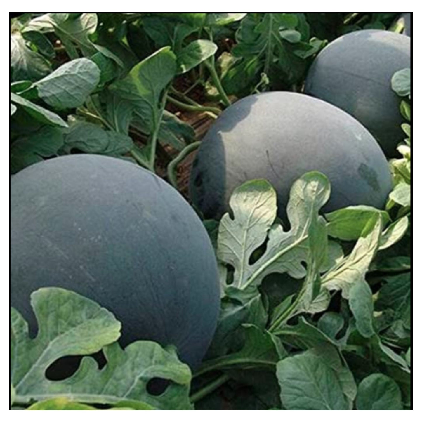 Three Dark Green Watermelons Growing on Vine Among Green Leaves