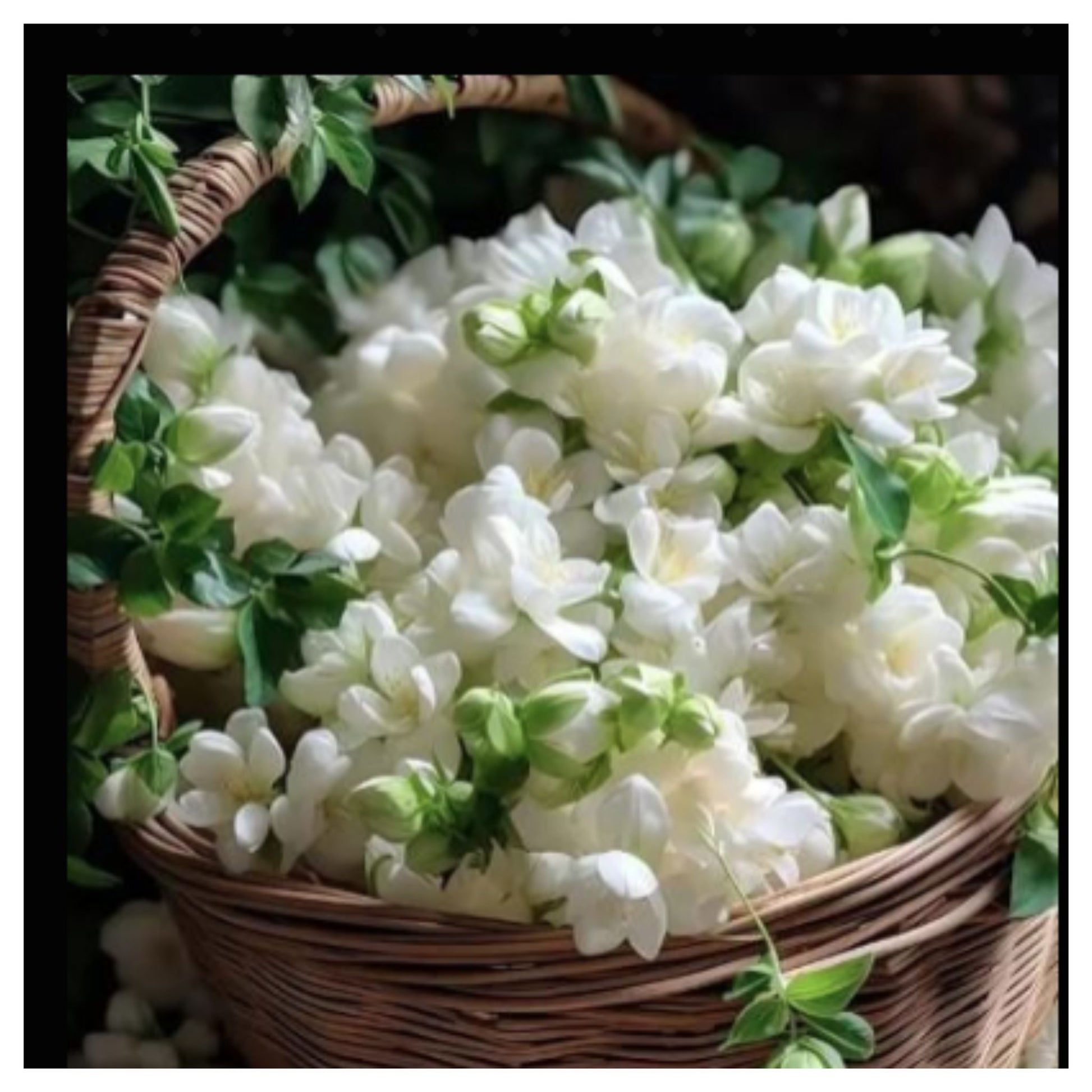 Wicker Basket Filled With Fresh White Jasmine Flowers and Green Leaves