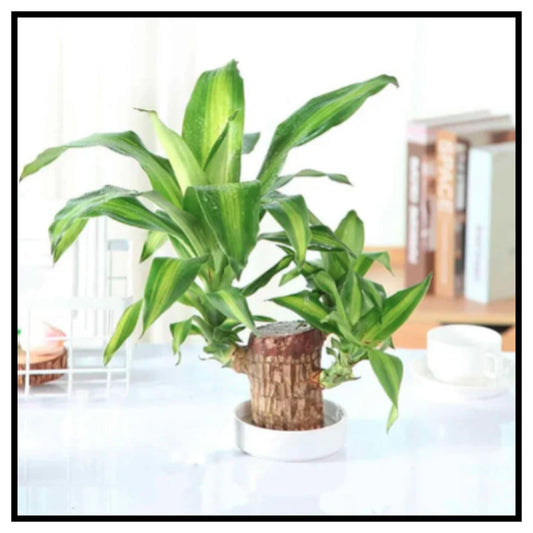 🪵 Lucky Brazil Wood Potted Plant Pack Of 1 – Hand Holding Small Cut Brazilian Wood Bamboo Stem with Lush Green Sprouts and Plant Care Chart Showing Watering Light Temperature and Fertilizer Instructions