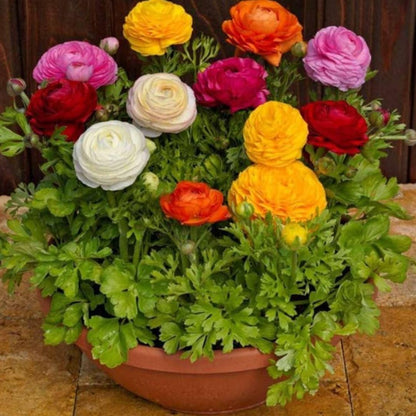 Multicolor Ranunculus Flower Blooming in Pot Home Garden