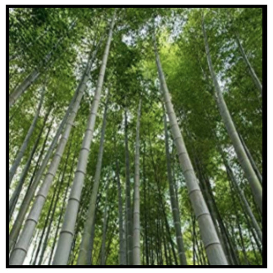 🎋 Imported Giant Dragon Bamboo Seeds – Low Angle View of Dense Tall Green Bamboo Forest Stalks Reaching Toward Sky for Home Gardening and Decorative Landscaping