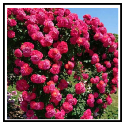 🌹 Rose Flower Seeds for Home Lawn and Garden – Premium Rose Variety Flower Seeds for Pots Balcony Outdoor Gardening