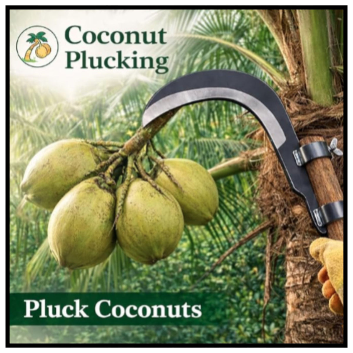 🥥 Grass Sickle Cutter Head Pack of 2 Coconut Plucking Tool – Curved Blade Heavy Duty Manganese Steel Sickle for Coconut Harvesting Weeds and Branches