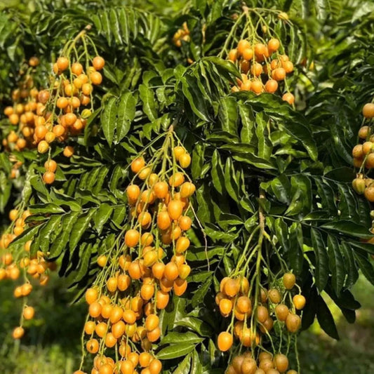 Yellow Wampee Fruit On Tree - Exotic Tropical Fruit Seeds
